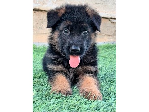 Üst düzey alman çoban köpeği yavruları secereli