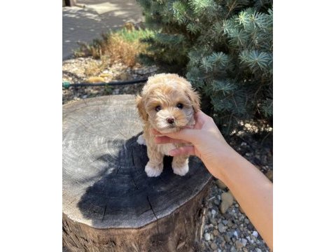 Garantili kore teacup maltipoo yavrularımız