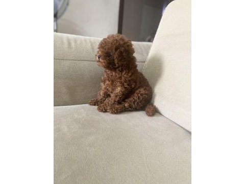 4 aylık erkek orjinal toy poodle