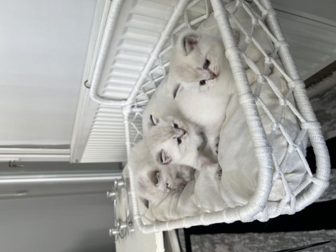 Şecereli blue point british shorthair yavrular