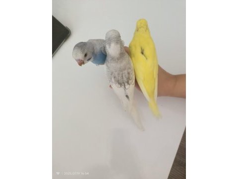 3 adet yavru muhabbet kuşu 2 adet yetişkin çift