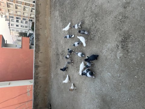 16 adet oyunlu güvercin