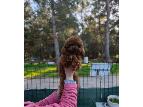 Teacup poodle erkek