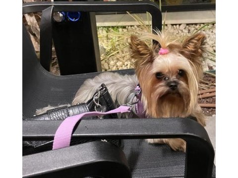 2 yașındaki erkek köpeğimi sahıplendırıyorum