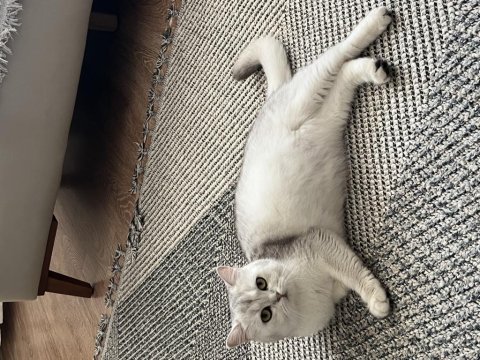 Pamuk british shorthair kızımıza yeni aile arıyoruz