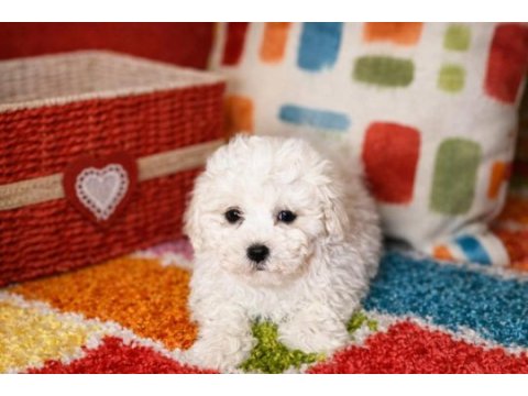 Kıvır kıvır gerçek orjinal bichon frise sadece bizde