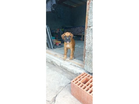 Boxer yavrularımız