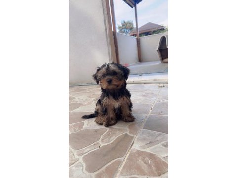 Oyuncu yorkshire terrier bebekler