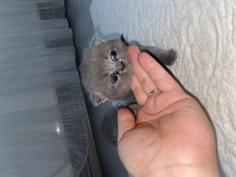Üç yavru bebek iki erkek ve bir dişi british shorthair