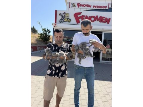 Oyuncak gibi brıtısh shorthaır yavrular ankara mağaza 