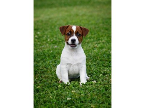 Fcı şecereli safkan ve sağlıklı jack russell terrier