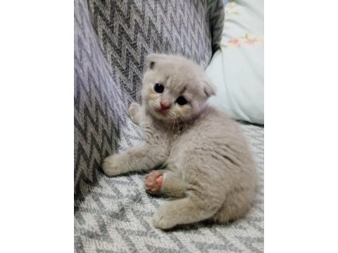 British shorthair scottish fold kedisi