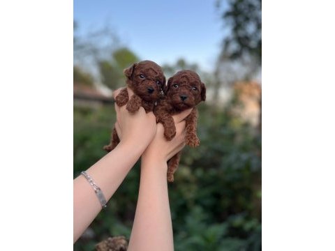 Toy poodle bebekler