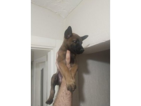 Kaçırma malinois
