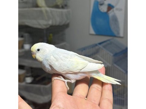 Ele alıştırmalık bebek muhabbet kuşları