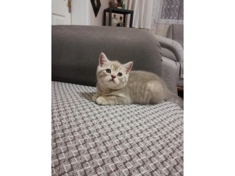 7 haftalık pıtı pıtı british shorthair yavrularımız