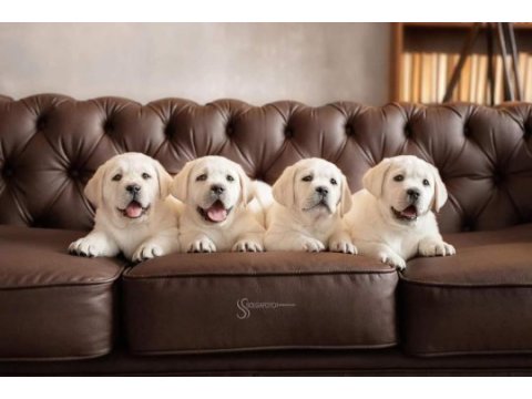 Şampanya labrador retriever yavruları