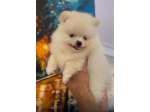 Yavru pomeranian