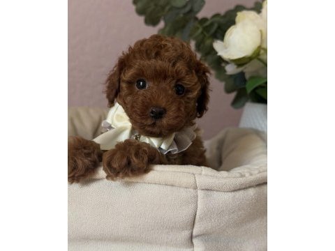 Red brown toy poodle bebekler