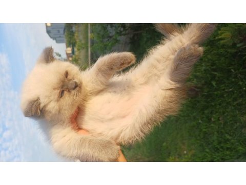 7 nisan doğumlu 2 erkek british shorthair