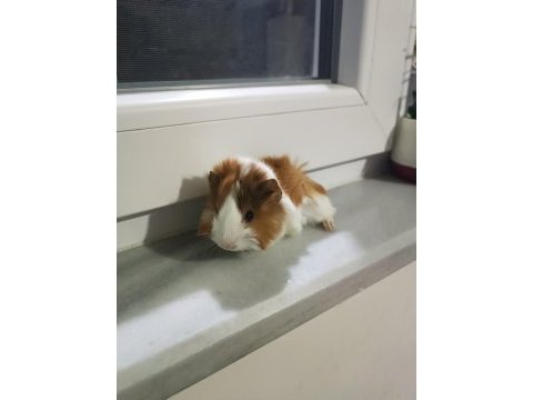 Yavru peruvan guinea pig