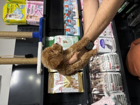 Dişi poodle yavrumuz