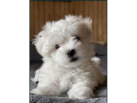 Teacup maltese terrier