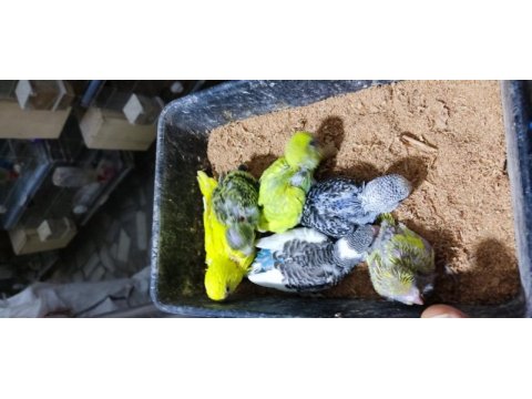 Üretimhaneden muhabbet kuşu yavruları