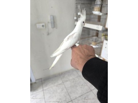 Heavy sultan papağanı bebekler