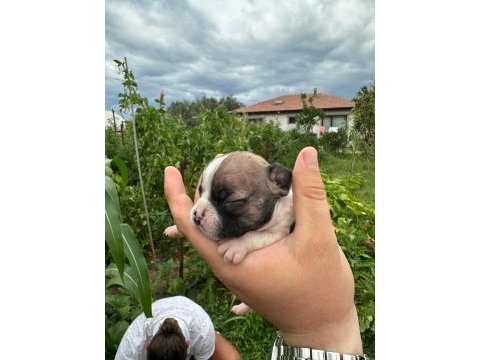 A kalite french bulldog yavruları yalova