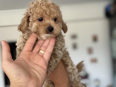 Petmode köpek çiftliğinden tea cup maltipoo