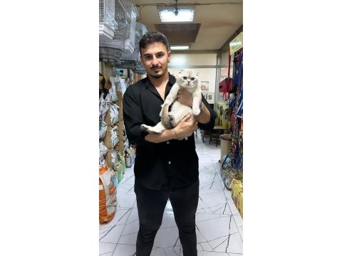 2-3 aylık scottish fold ve straight yavrular