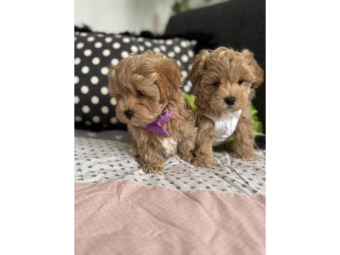 Teacup maltipoo tuvalet eğitimli
