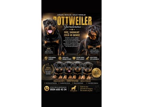Sağlam karakter güçlü ırk sevgi dolu köpekler