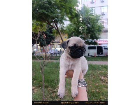 Mükemmel anatomi köpeğimiz