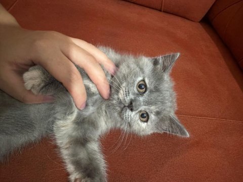 Güzeller güzeli british shorthair yavrularımız