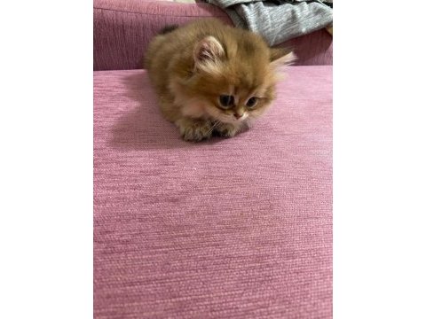 British longhair kedimiz