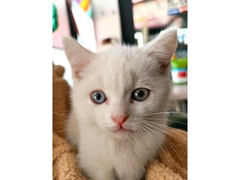 2 aylık british shorthair odd eyes