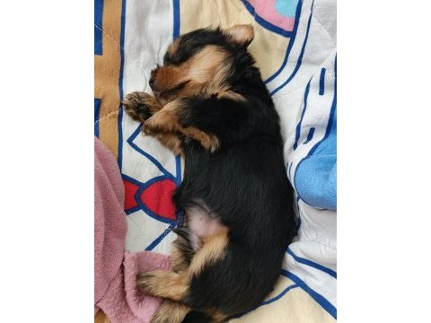Sevimli yorkshire terrier yavrularımız