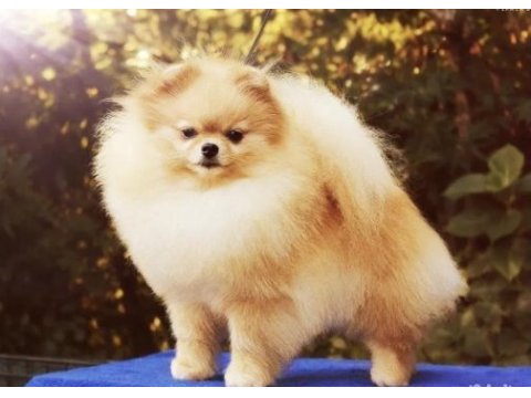 Çok güzel dişi 1 yaşında pomeranian