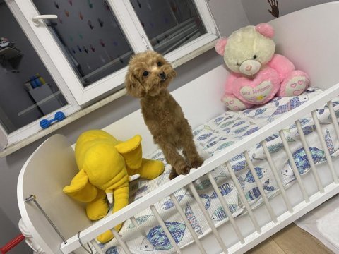 Tea cup maltipoo