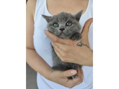 2 aylık 4 kardeş yavrum british shorthair