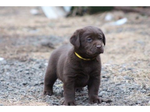 Safkan ırk garantili labrador retriever yavrular