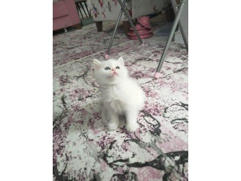 2 adet beyaz mavi gözlü teslime hazır british shorthair
