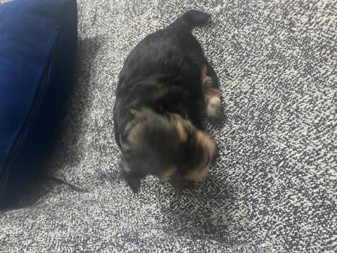 4 tane yorkshire terrier