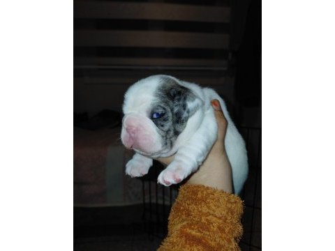 Merle pied erkek french bulldog