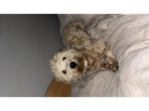 1 yaşında maltipoo acil sahiplendirilecek