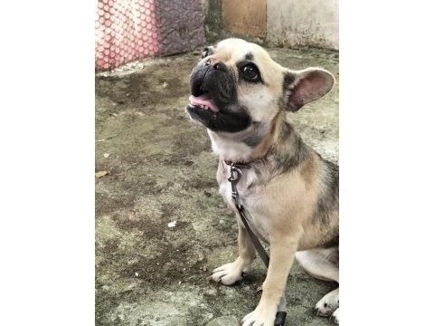 Sevimli kızım şirin french bulldog