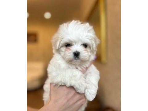 Kore orjinal 0 numara maltese bebekler