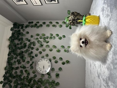 Teddy face kusursuz güzellikte 2.5 yaşında dişi pomeranian